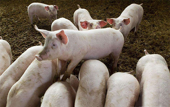 預計後期豬價以震蕩調整為主 建議養殖戶盡早出欄大豬