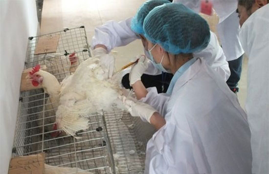 雞人工授精技術操作規程