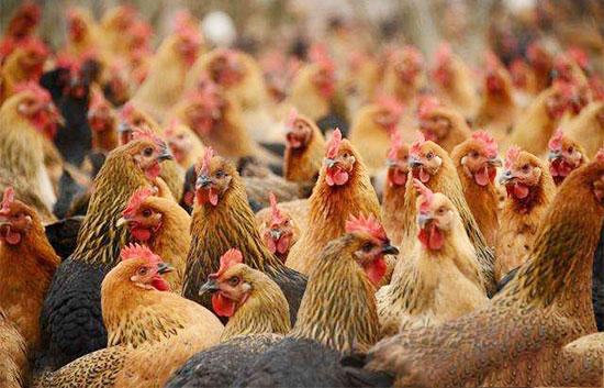 夏季養雞抓好“三降”