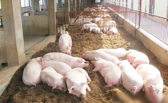 養豬育肥決不能輕視環境因素
