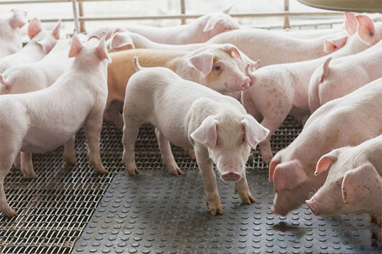 養殖用地不用愁 看國土資源部如何力挺養殖業