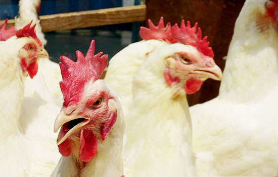 艾維茵種雞剪冠原因及方法