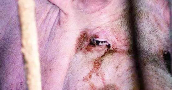 母豬淚斑的原因及治療方法