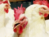 艾維茵種雞剪冠原因及方法