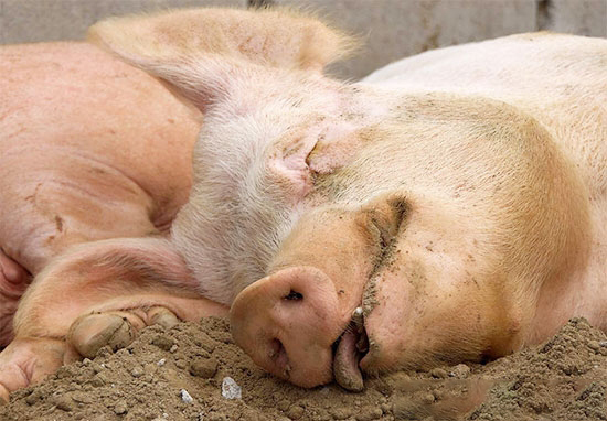 商品育肥處盈利期 更大坑在後面 要改變策略 降低風險