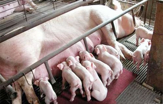 提高母豬泌乳量常用的小妙方