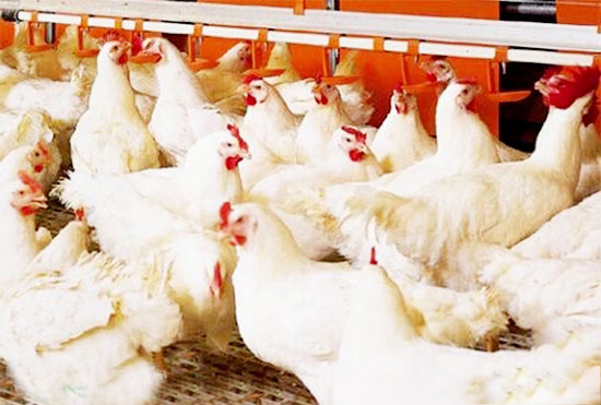 種公雞育成期的飼養管理要點