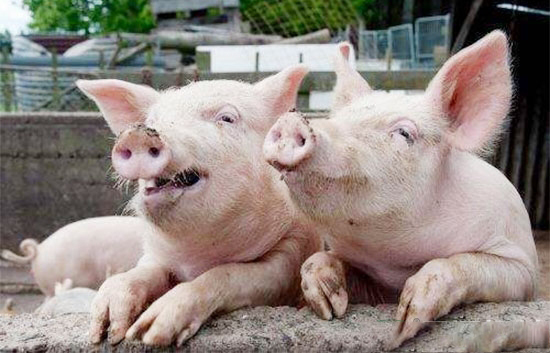 生豬産業将如何變遷？