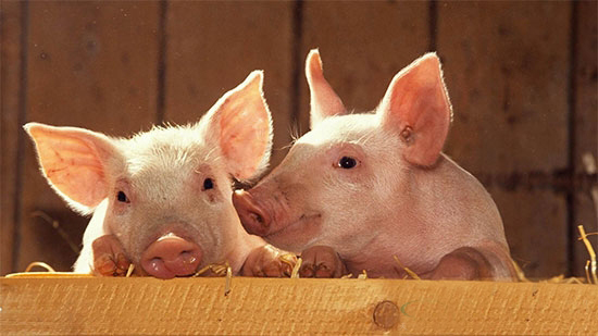 進入6月來豬價一直在緩慢上漲,但上漲是否能延續?