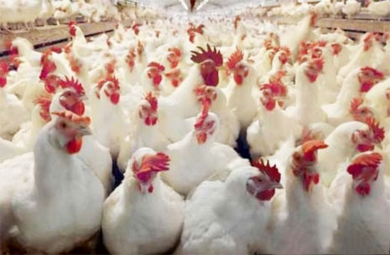 種雞休産期的管理