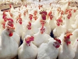 種雞休産期的管理