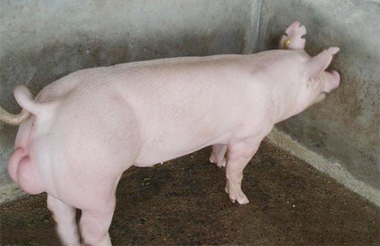 種公豬睾丸腫大的原因和治療措施