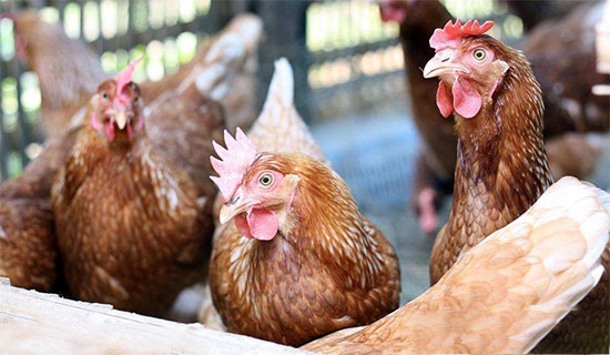 巧法催醒抱窩雞