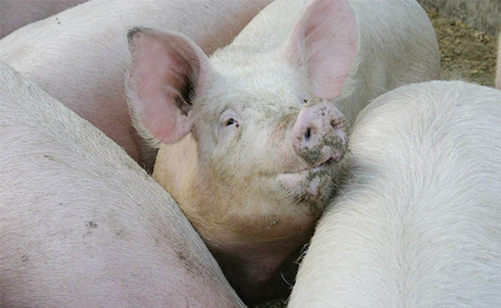 今年生豬市場行情大趨勢為大周期下行年