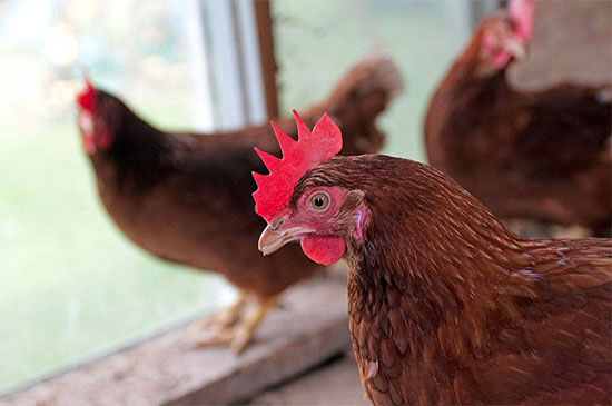 降低父母代蛋種雞産前期應激的八項措施
