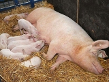 為什麼哺乳期的母豬不宜喂飽？