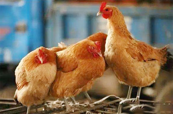 不産蛋母雞識别技巧