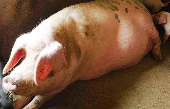 母豬不發情怎麼辦?教您幾招輕松刺激母豬發情