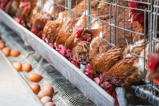 蛋雞的補鈣竅門