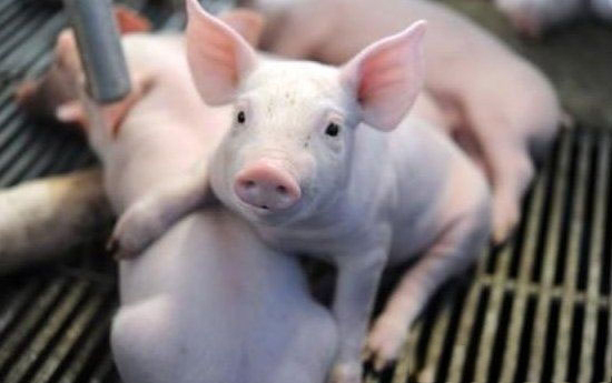 引起豬嘔吐的寄生蟲病及其防控