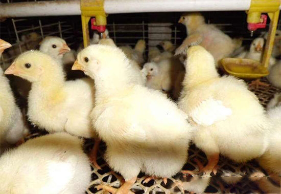 雞腸道疾病的成因及治療