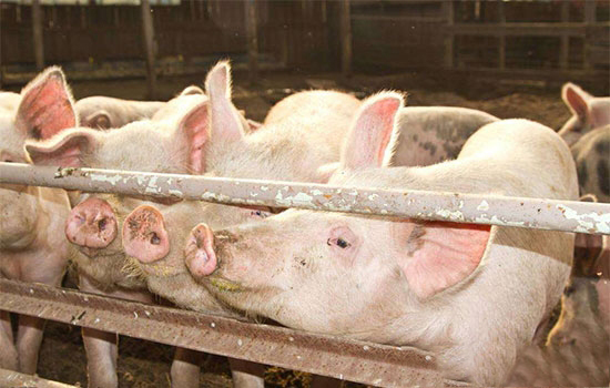 怎樣防止生豬中暑