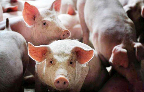 多地再掀生豬禁養潮,又一批養豬人将含淚告别!