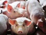多地再掀生豬禁養潮,又一批養豬人将含淚告别!