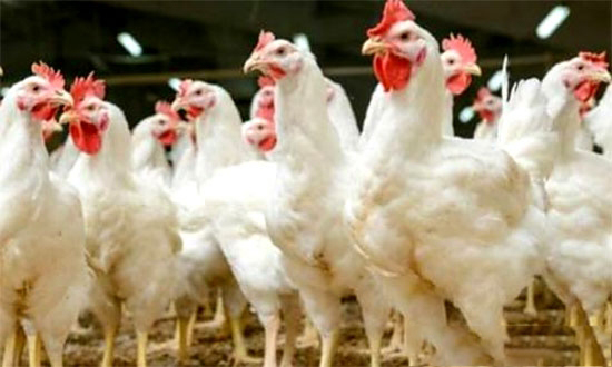 白羽肉種雞饑餓法強制換羽技術