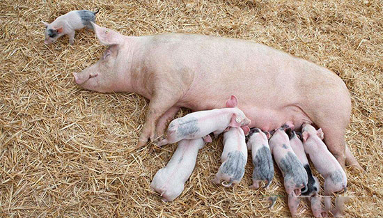 高溫季節需謹防哪些因素導緻母豬受胎率降低