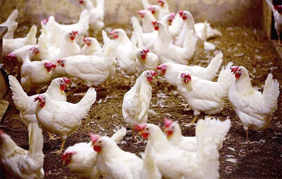 雞熱衰竭應對方法