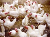 雞熱衰竭應對方法