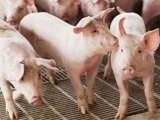 養豬戶要怎麼預防和治療豬丹毒?