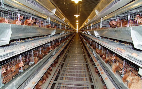 夏季雞舍應如何做好防蠅工作