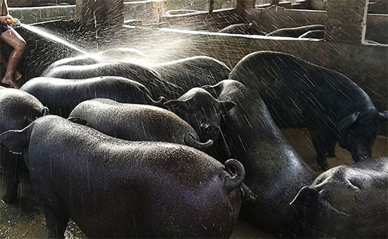 夏季濕度大，尤其是靠沖水降溫的豬場，謹防豬風濕病！