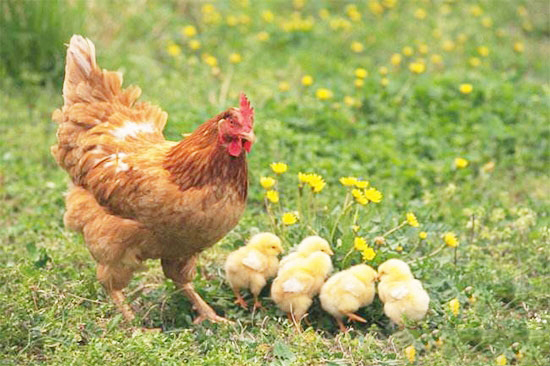 三伏天怎樣喂雞