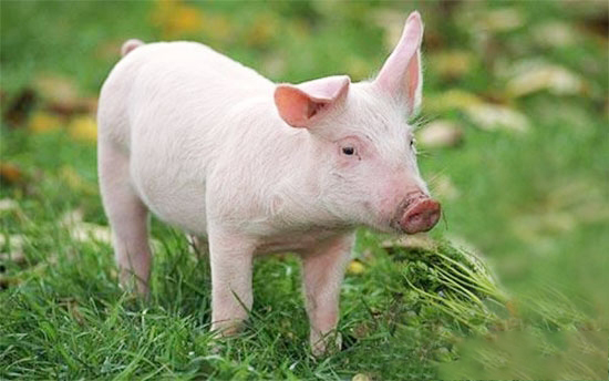 盛夏季節養豬巧用青飼料