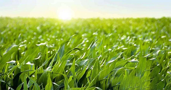 從下遊深加工規模看未來玉米市場走向