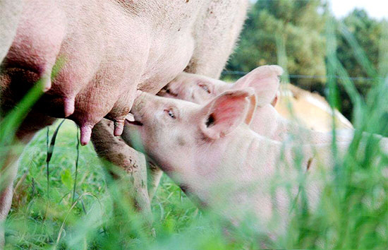 高溫天氣時謹防母豬患上子宮炎