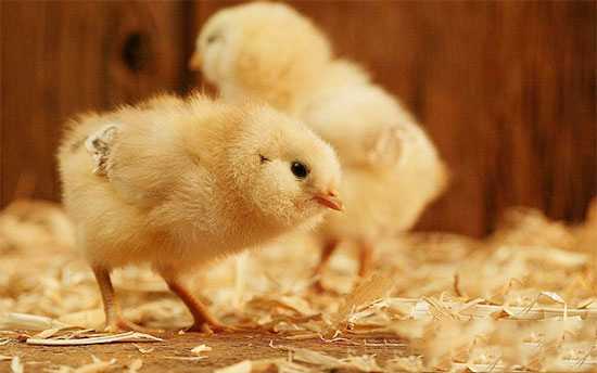 禽病的流行特點及分析