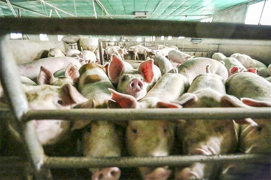 生豬養殖過度保險容易導緻産能過度擴張 要避免過度補貼導緻新的生産失衡