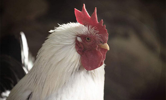 種雞場公雞人工采精三技巧