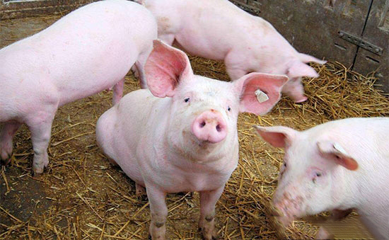 豬傳染性疾病的用藥規則