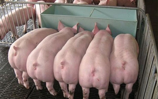 部分地區散養戶大都處于有價無市狀态什麼原因呢?