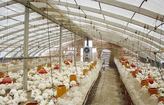 伏天養雞注意啥