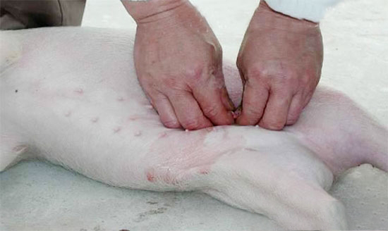 仔母豬去勢後繼發腸粘連該采取哪些處理措施?