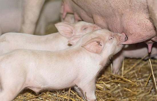 此次豬價反彈幅度或不及2014年 豬價能否重演4年前走勢