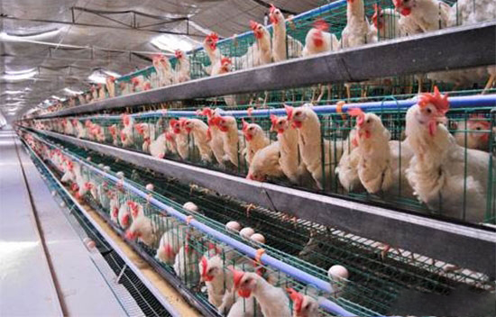 蛋種雞體形發育特點對生産性能的影響