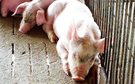 腦炎型鍊球菌病該如何防治