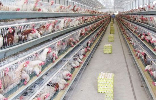 蛋雞健康養殖需做好三項保健